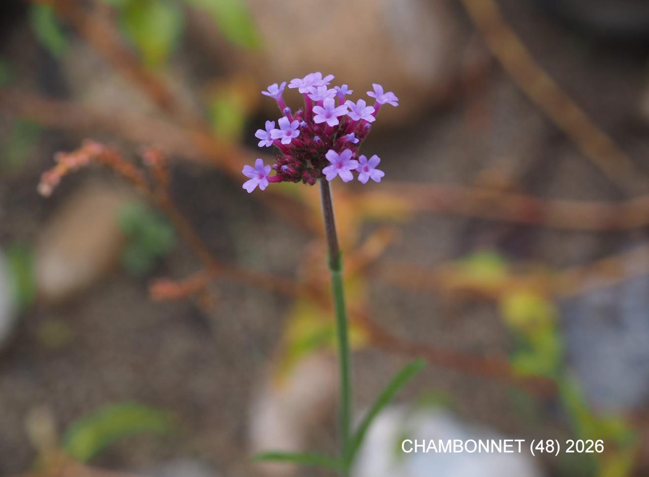 Vervain, Tall
